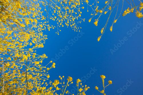 Mustard flower blooms rising into the blue sky