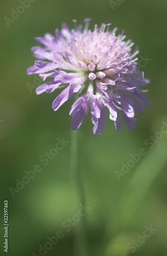 fleur de Centaur  e barbeau