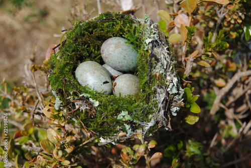 nid d'oiseaux photo