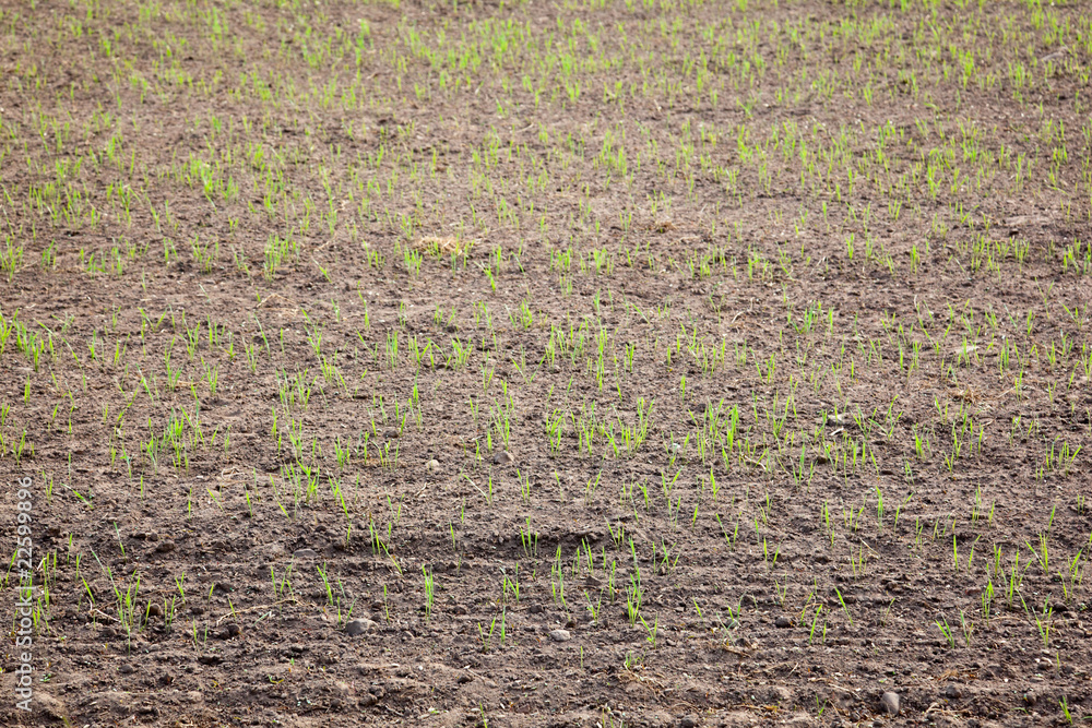 Grain field Grain field