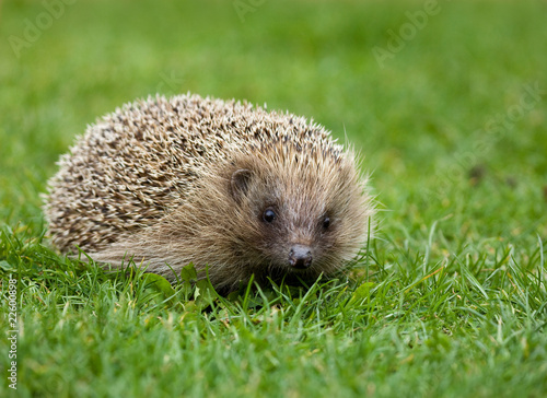 Hedgehog 2