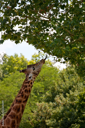Photography girafe