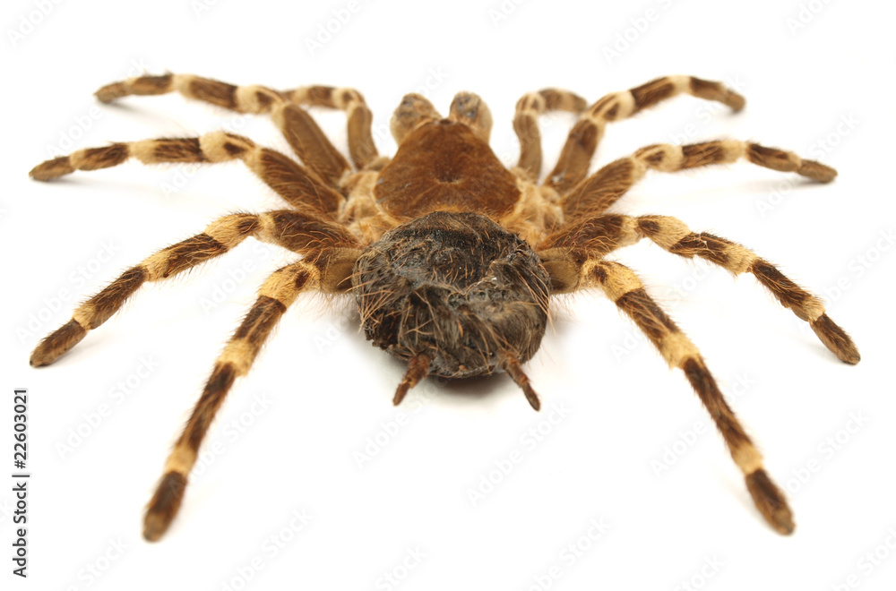 Trap door spider Acanthoscurria geniculata isolated Trap door spider Acanthoscurria geniculata isolated