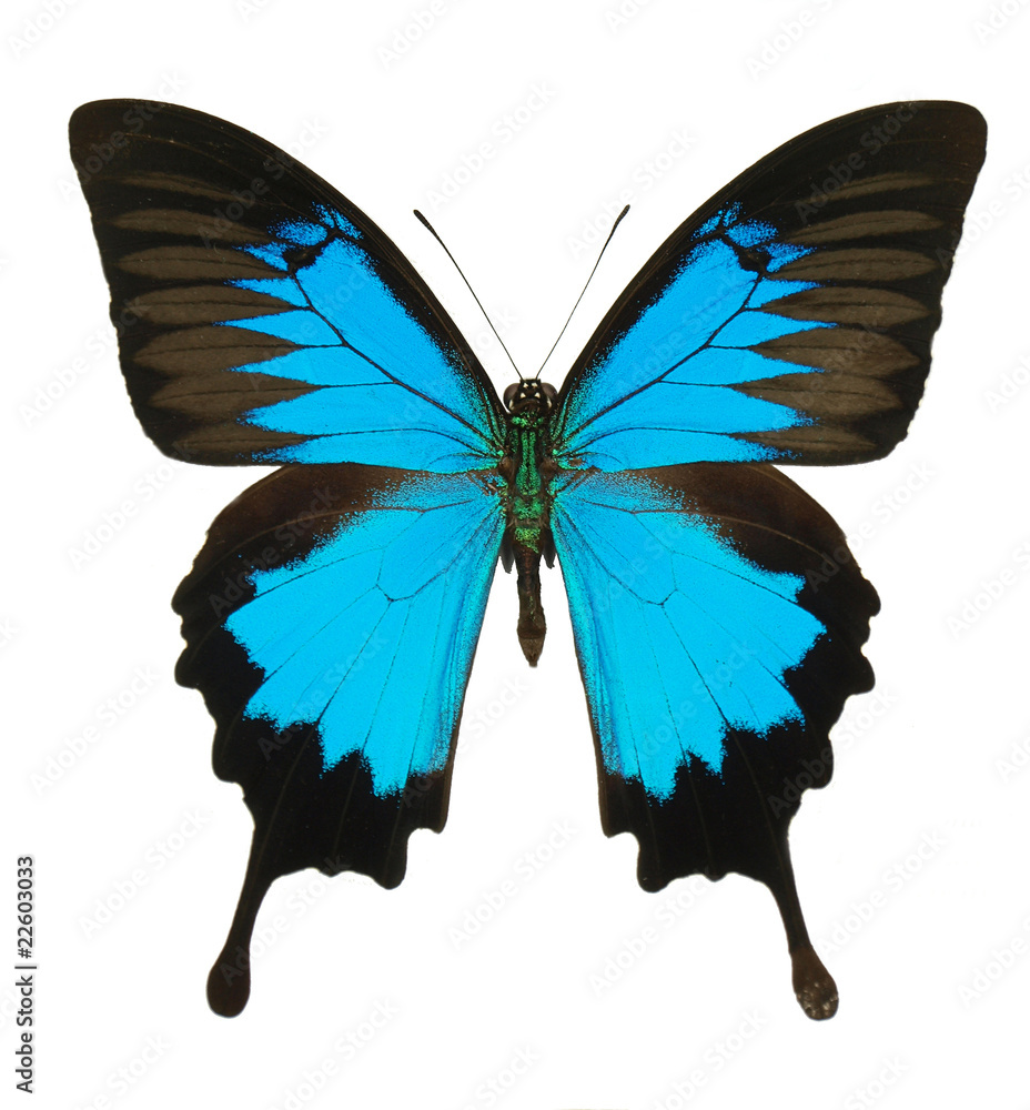Papilio ulysses on white background Papilio ulysses on white background