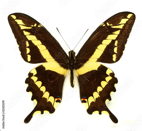 Papilio paeon isolated on white