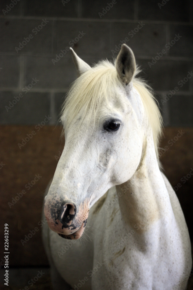 Obraz premium koń w jego stajni