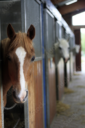 cheval me regardant © Anthony PELLIEUX