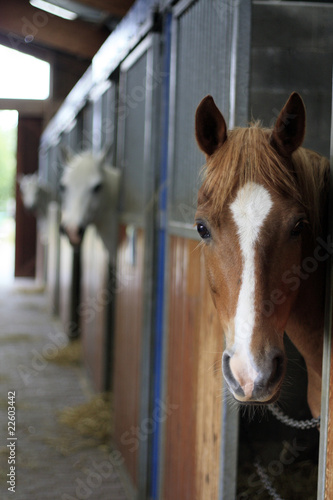 regard de cheval © Anthony PELLIEUX