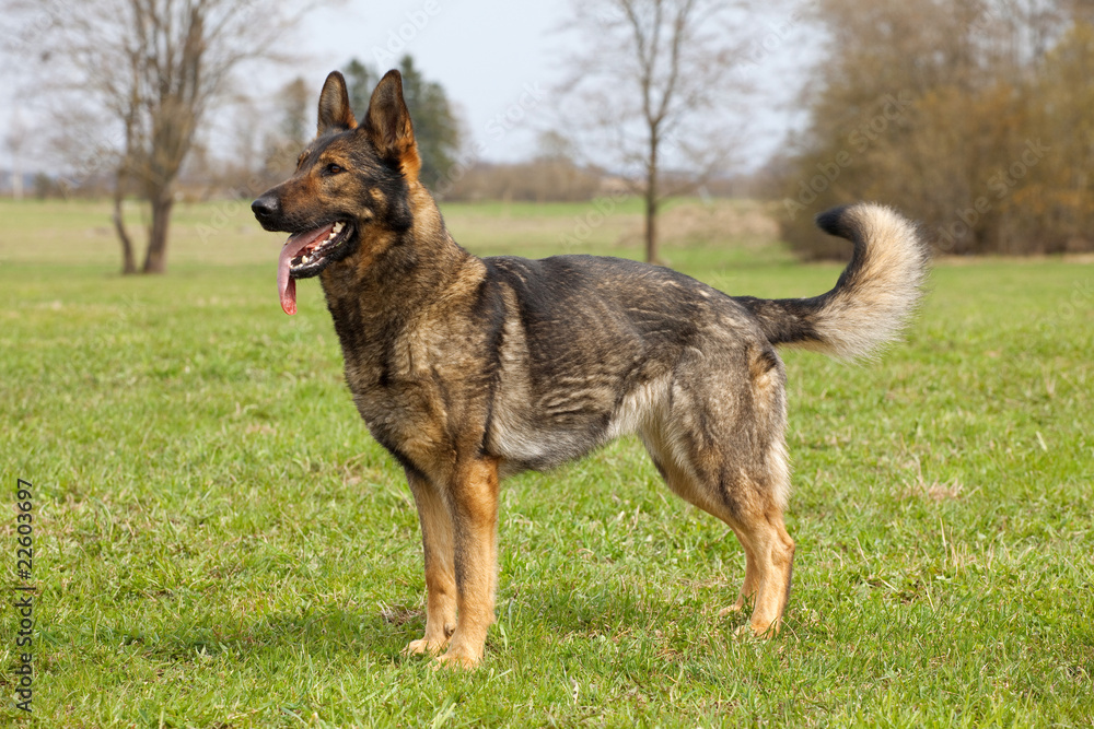 German sheep-dog German sheep-dog