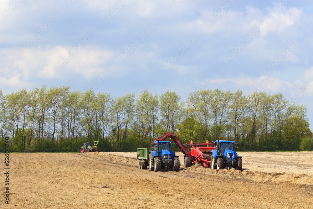 Obraz premium harvesting carrots in springtime