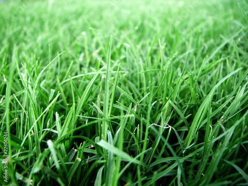 Fresh Green Grass Macro