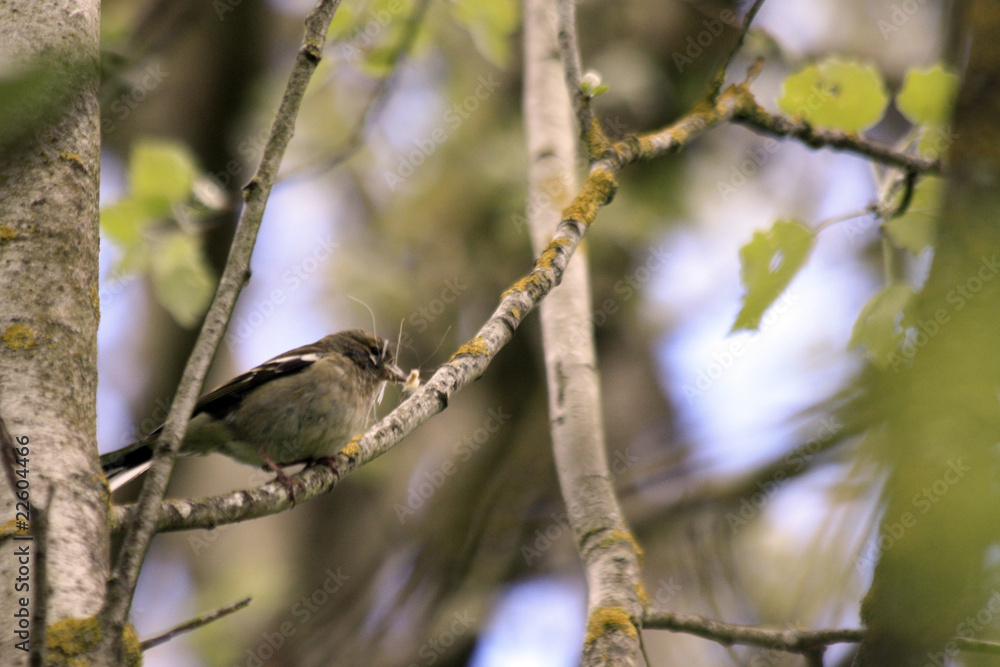 oiseau sur sa branche oiseau sur sa branche