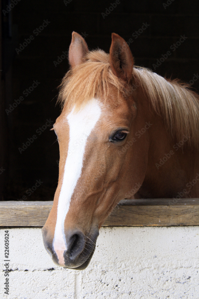 Obraz premium cheval dans son box