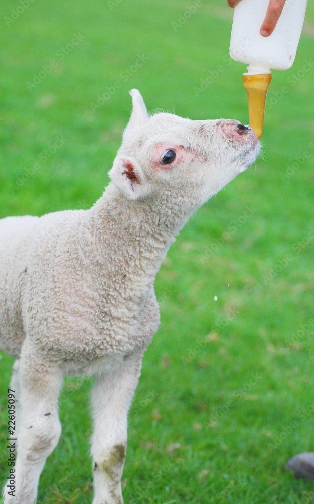 Obraz premium goute à goute