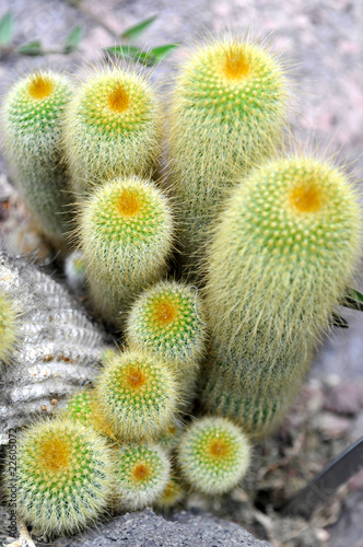 Cactus Parodia Leninghausii