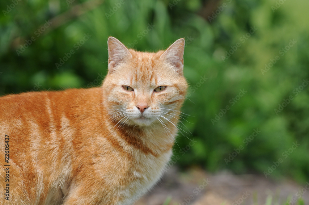 Roter Kater Roter Kater