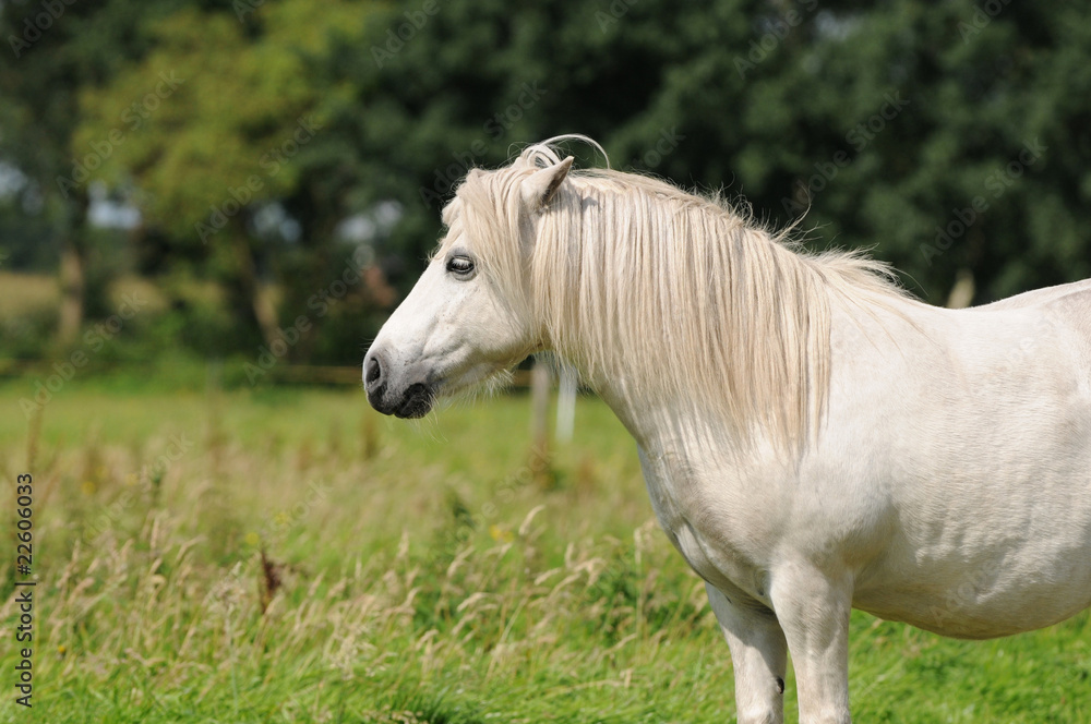 Stehendes Pony Stehendes Pony
