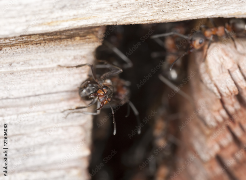 Ant solder guarding the nest. Ant solder guarding the nest.