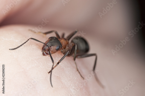 Ant biting skin on human hand.