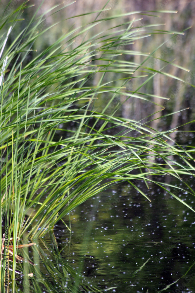 plantes aquatiques