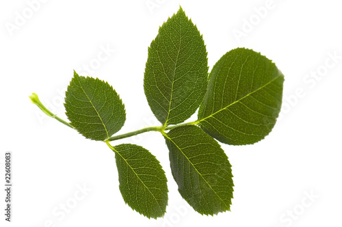 rose leaf isolated on the white background