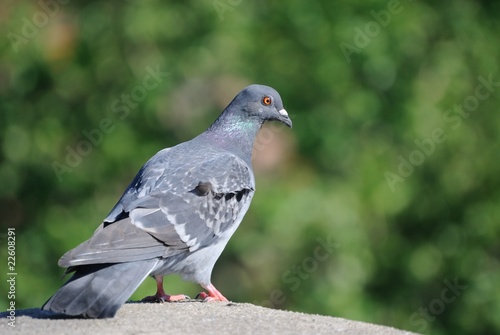 Pigeon Perched on Ledge