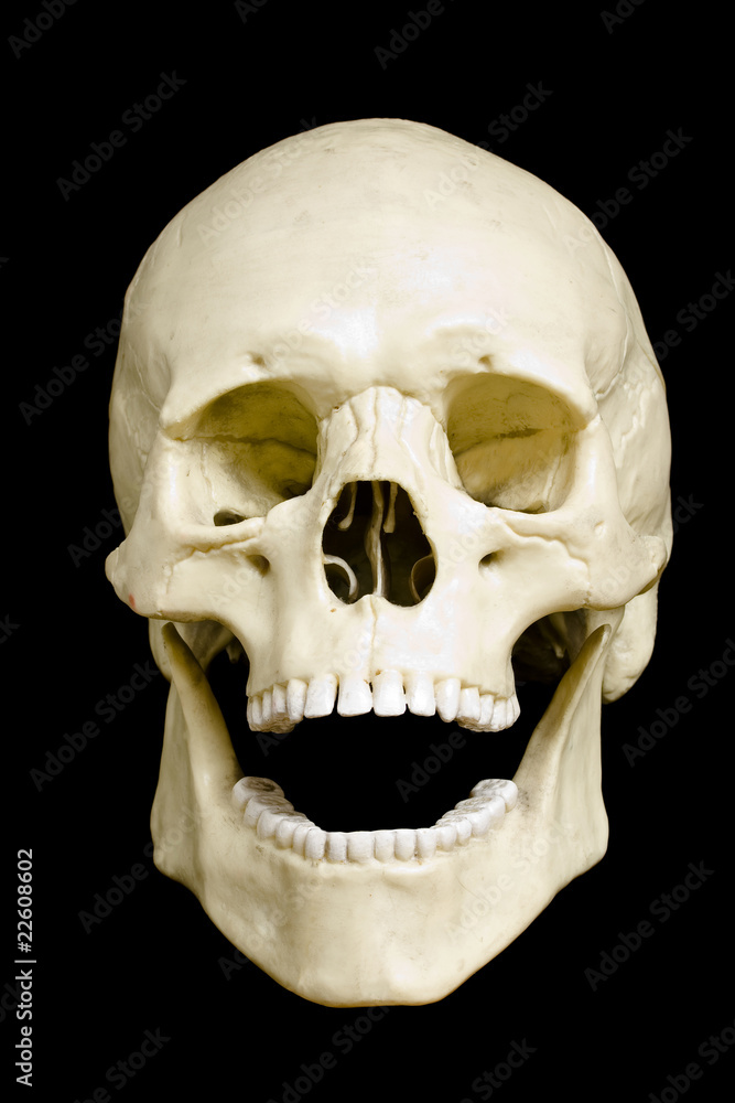 Fototapeta premium Skull