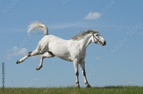 Grey horse playing on grass