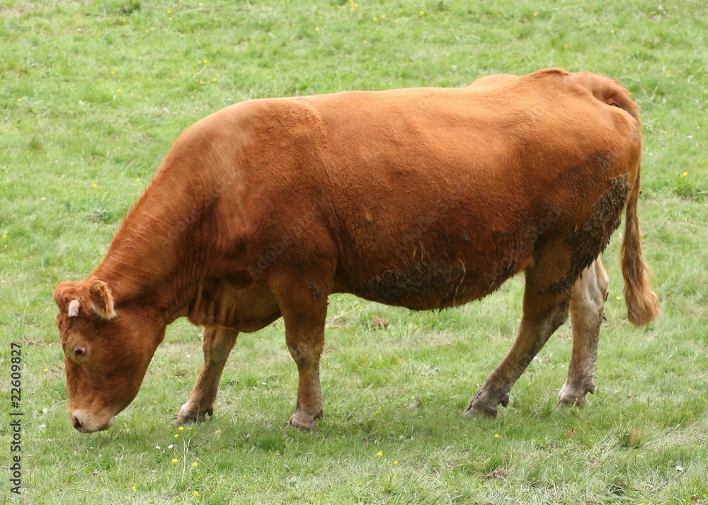 Vache du Massif Central Vache du Massif Central