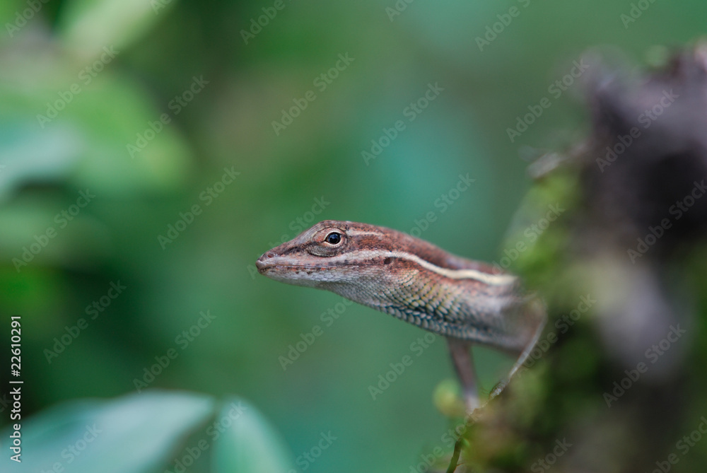 Anolis auratus - (Polychrotidae sauria) Anolis auratus - (Polychrotidae sauria)