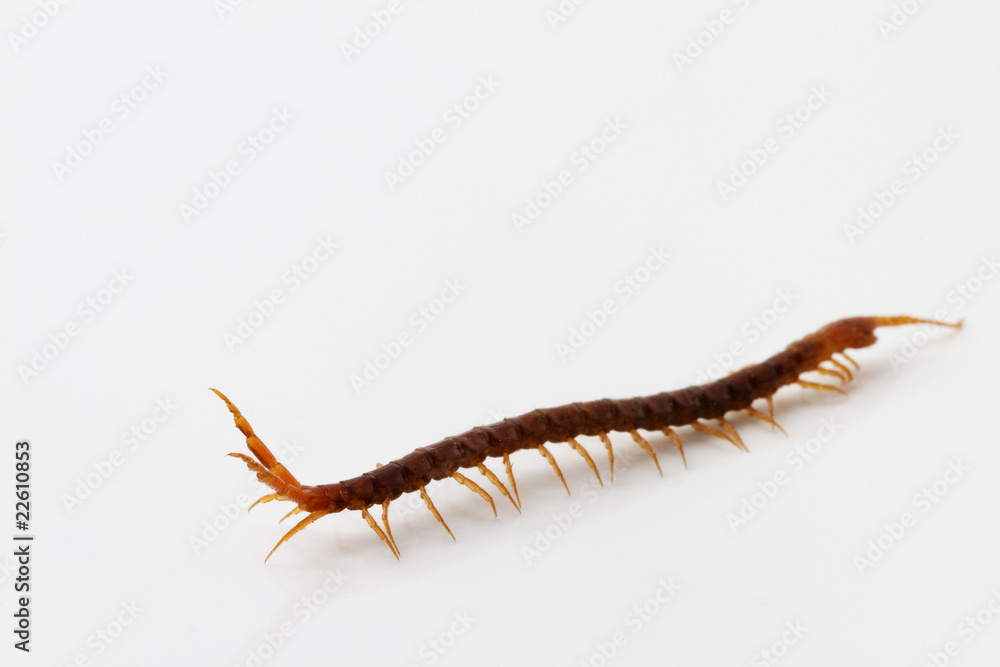 ein tausendfuessler auf weißem hintergrund ein tausendfuessler auf weißem hintergrund