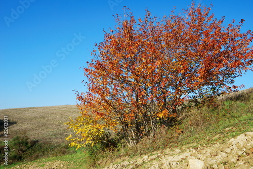 Red and yellow bush