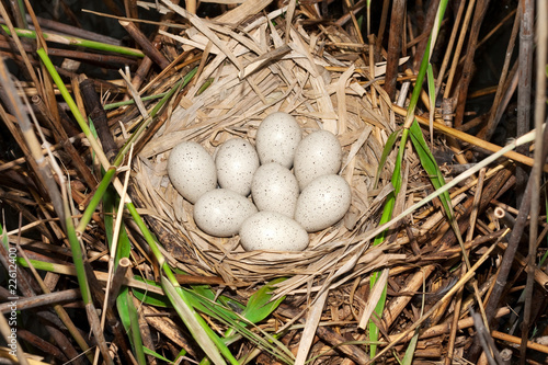 Coot ( Fulica atra ) nest with eggs
