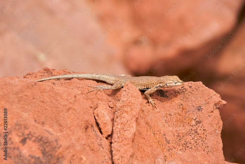 Common side-blotched lizard (uta stansburiana), Escalante Utah Common side-blotched lizard (uta stansburiana), Escalante Utah