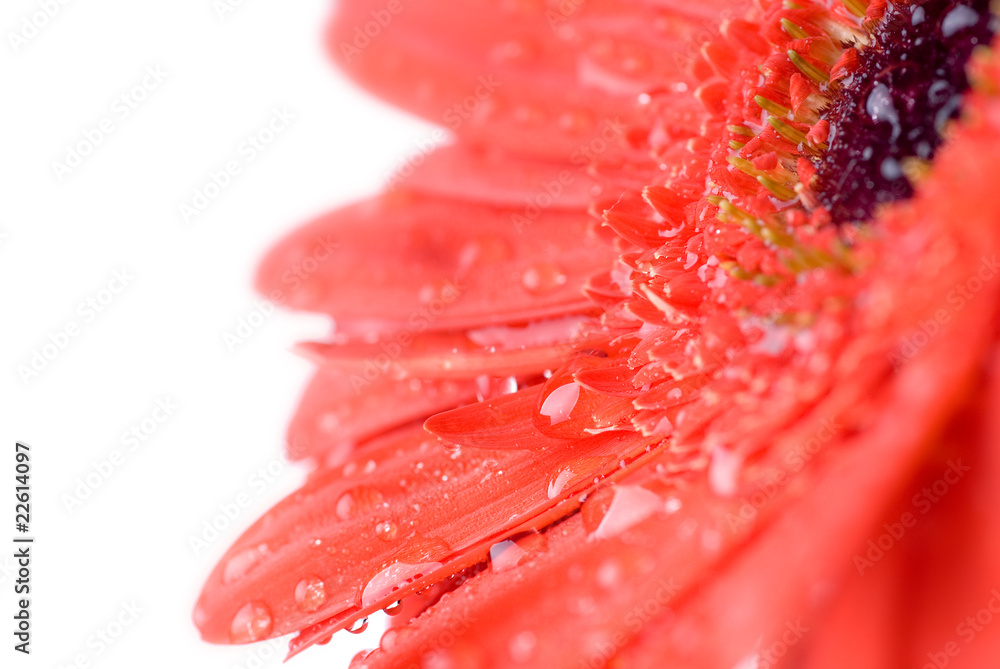 Macro of red daisy-gerbera head isolated on white Macro of red daisy-gerbera head isolated on white
