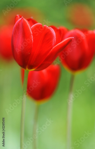 Rote Tulpen