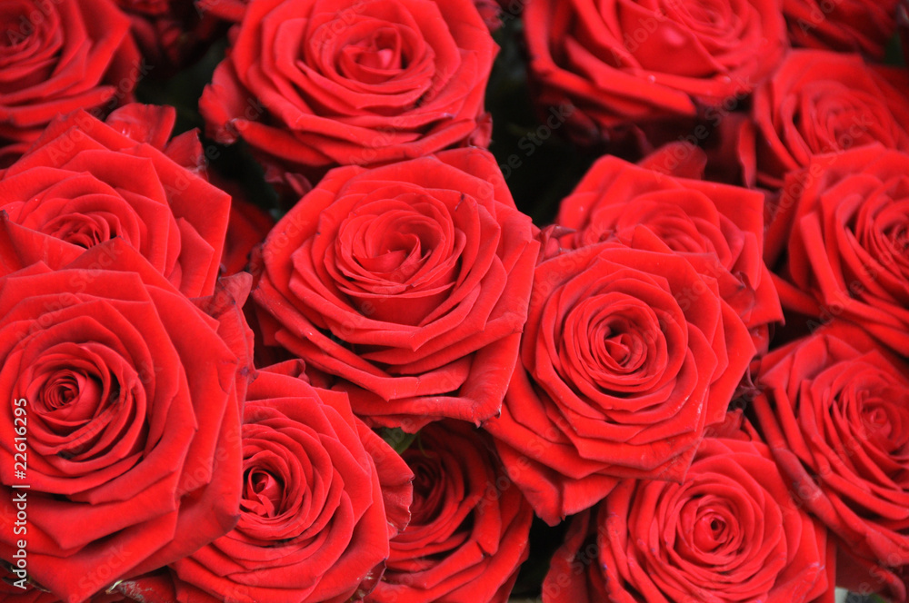 rote Rosen 7 rote Rosen 7
