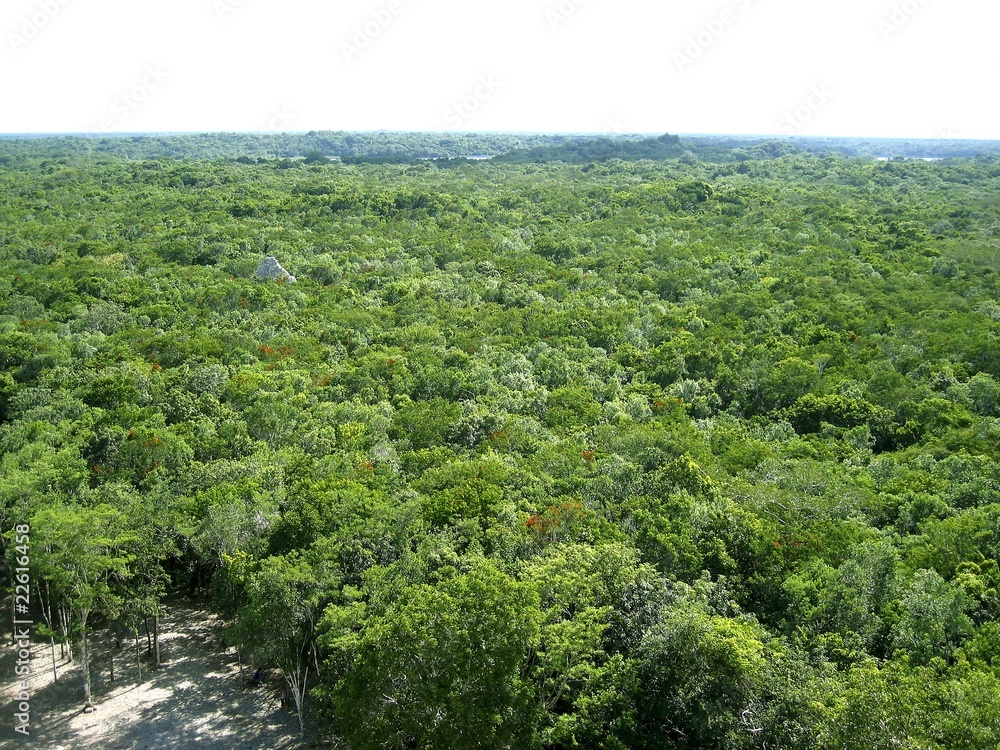 jungle aerial view in central america Mexico