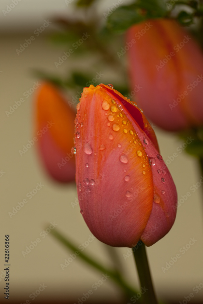 Naklejka premium Tulpe