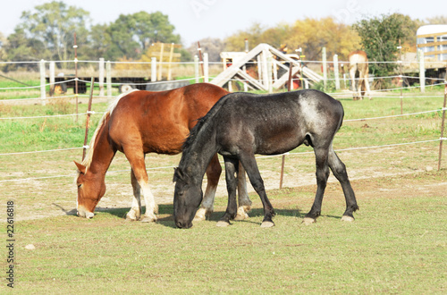 Two Horses Grazing