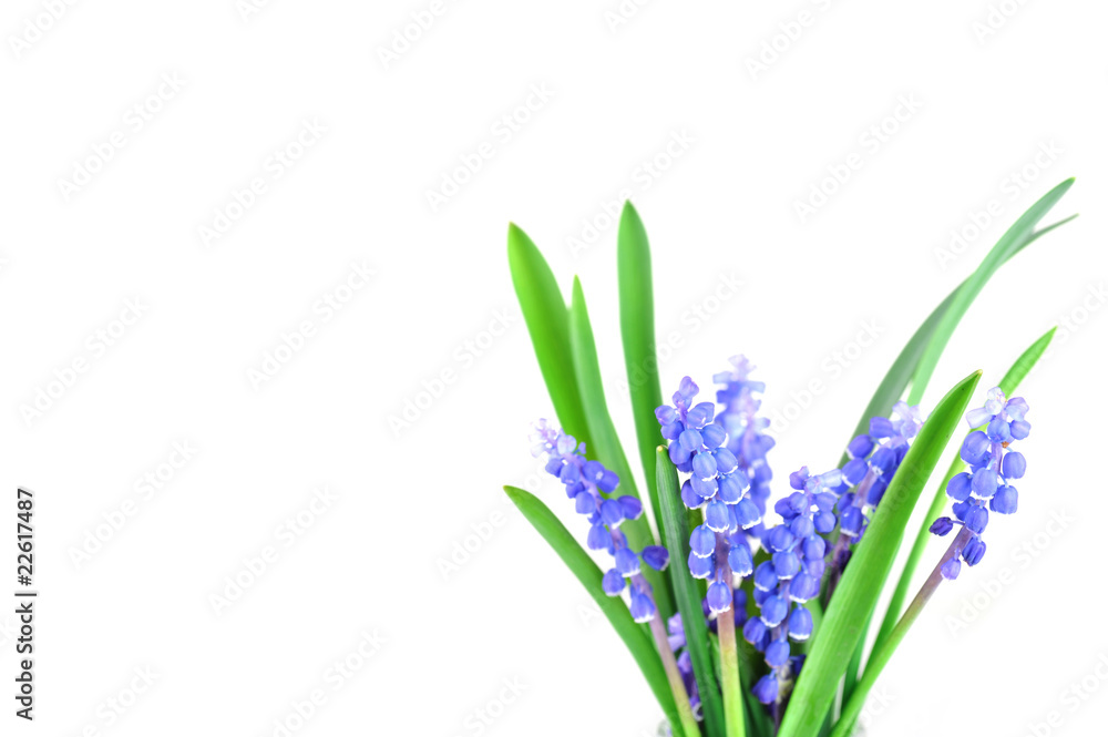 Obraz premium blue hyacinths
