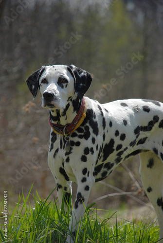 Dalmatian