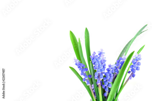 blue hyacinths