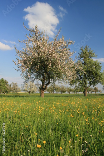 Wallpaper Mural Im Feld Torontodigital.ca