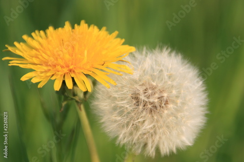 Dandelion  with seed as symbol for old and young