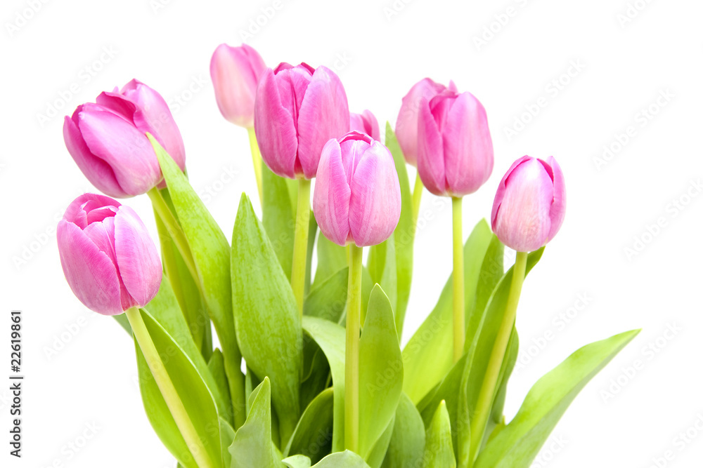 Pink tulips in closeup over white background Pink tulips in closeup over white background