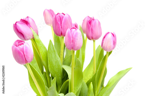 Fototapeta Naklejka Na Ścianę i Meble -  Pink tulips in closeup over white background