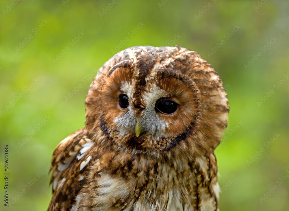 Fototapeta premium Tawny Owl 2