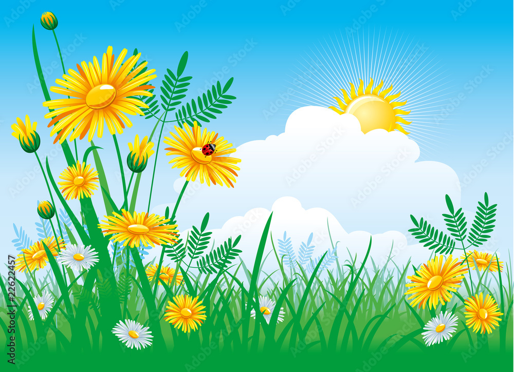 beautiful background with a Chamomile beautiful background with a Chamomile