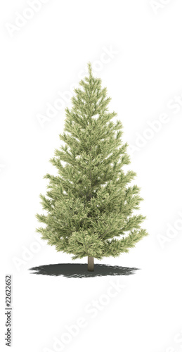 tree fir pine evergreen shadow 3d cg